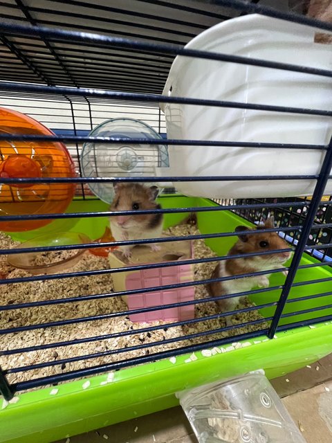 Meatball,nugget,skunk,mice,fluffy…… - Syrian / Golden Hamster Hamster