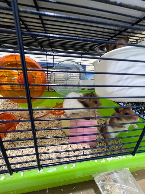 Meatball,nugget,skunk,mice,fluffy…… - Syrian / Golden Hamster Hamster