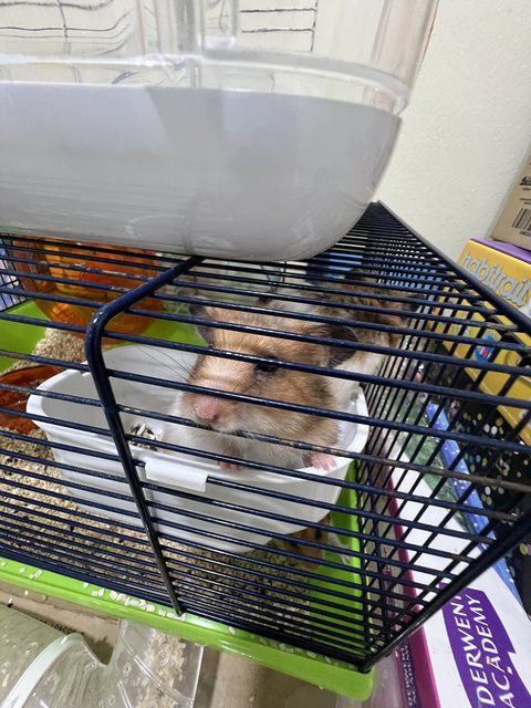 Meatball,nugget,skunk,mice,fluffy…… - Syrian / Golden Hamster Hamster