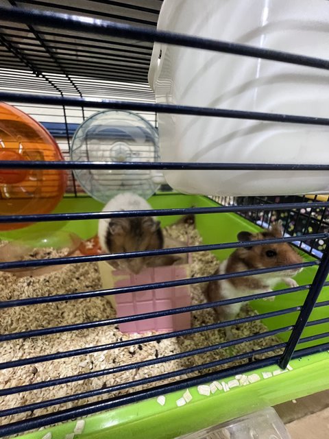 Meatball,nugget,skunk,mice,fluffy…… - Syrian / Golden Hamster Hamster