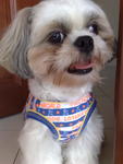 Jack - Shih Tzu Dog