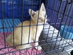 Kuning - Domestic Short Hair Cat