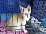 Kuning - Domestic Short Hair Cat