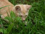 Kuning - Domestic Short Hair Cat