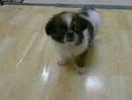 Shih Tzu Puppy With Mka - Shih Tzu Dog