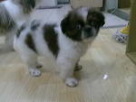 Shih Tzu Puppy With Mka - Shih Tzu Dog