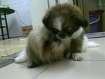 Shih Tzu Puppy With Mka - Shih Tzu Dog