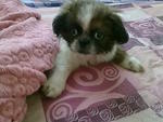 Shih Tzu Puppy With Mka - Shih Tzu Dog