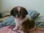 Shih Tzu Puppy With Mka - Shih Tzu Dog