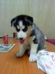 Female Black &amp; White Siberian Husky - Siberian Husky Dog