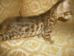 At 4 weeks old fuzzy, very glittered coat.