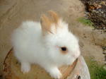 Angora - Angora Rabbit Rabbit