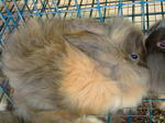 Angora - Angora Rabbit Rabbit