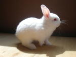 D.O.B.: 15th July 2010 ( female ) - RM150