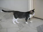 Kentucky (A.k.a Tucky) - Domestic Short Hair Cat