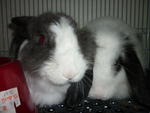 Poko - Angora Rabbit + Lop Eared Rabbit