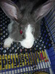 Chai-chai @ Pingu - Angora Rabbit Rabbit