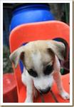 Chuan Chuan And Kow Kow - Mixed Breed Dog