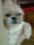 Polly - Shih Tzu Dog