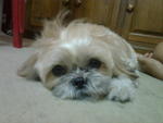 Polly - Shih Tzu Dog