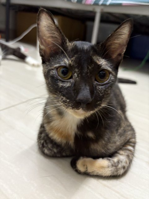 Comot - Tortoiseshell Cat