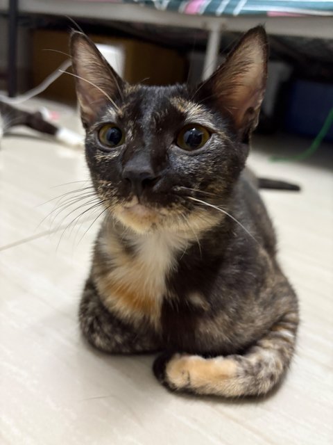 Comot - Tortoiseshell Cat