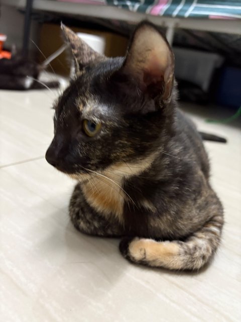 Comot - Tortoiseshell Cat