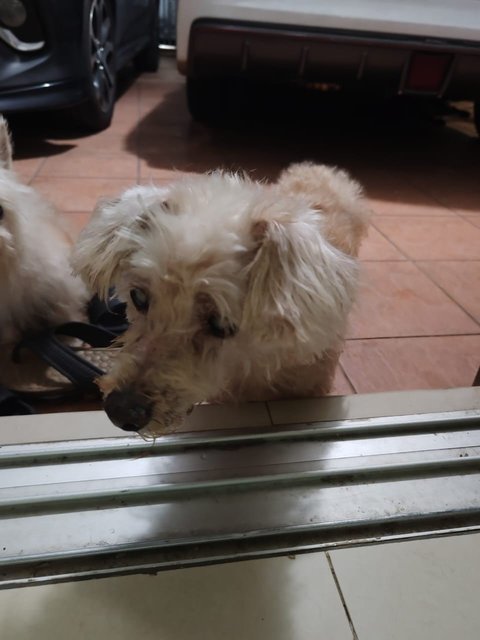 Beibei - Poodle + Yorkshire Terrier Yorkie Dog