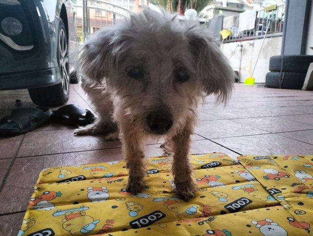 Beibei - Poodle + Yorkshire Terrier Yorkie Dog