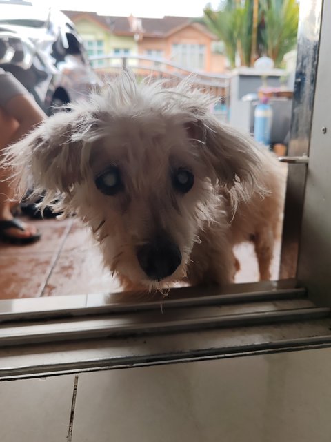 Beibei - Poodle + Yorkshire Terrier Yorkie Dog