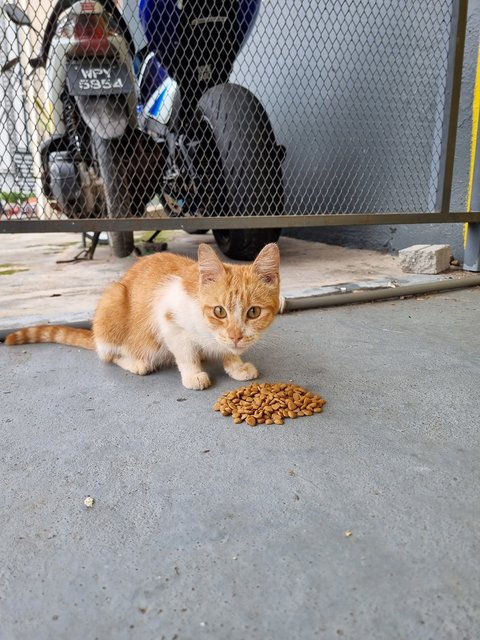 Josephine  - Domestic Short Hair Cat