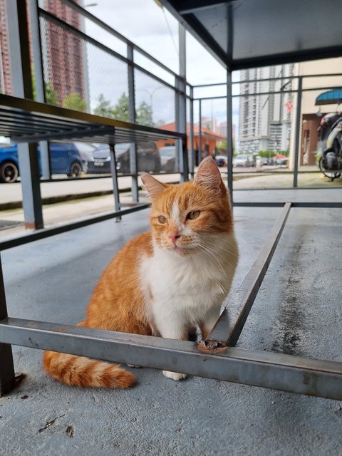 Josephine  - Domestic Medium Hair Cat