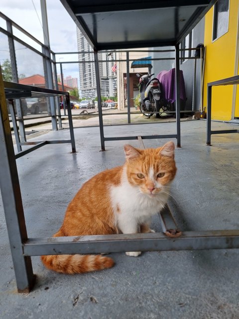 Josephine  - Domestic Medium Hair Cat