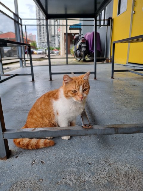 Josephine  - Domestic Medium Hair Cat