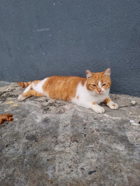 Josephine  - Domestic Medium Hair Cat