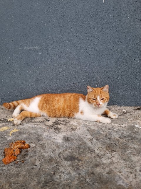 Josephine  - Domestic Medium Hair Cat