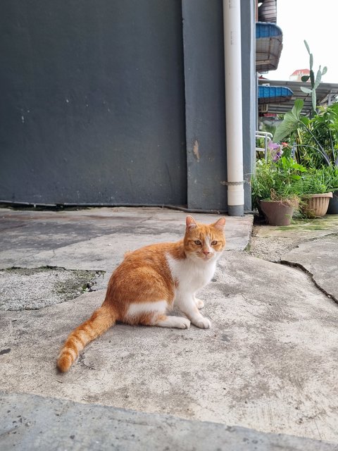 Josephine  - Domestic Medium Hair Cat