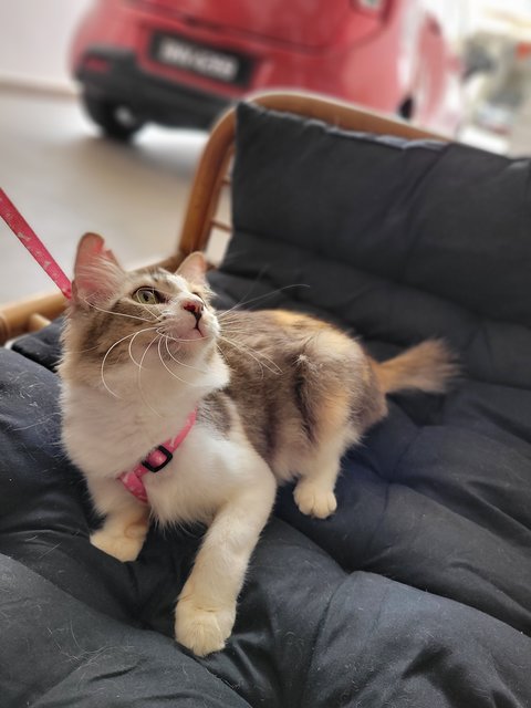 Leila - Domestic Medium Hair Cat