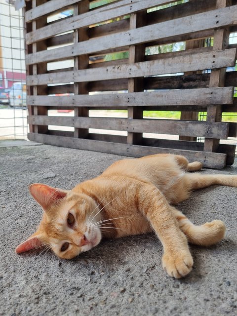 Joline - Domestic Short Hair Cat