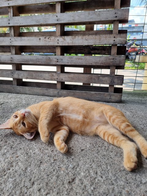 Joline - Domestic Short Hair Cat