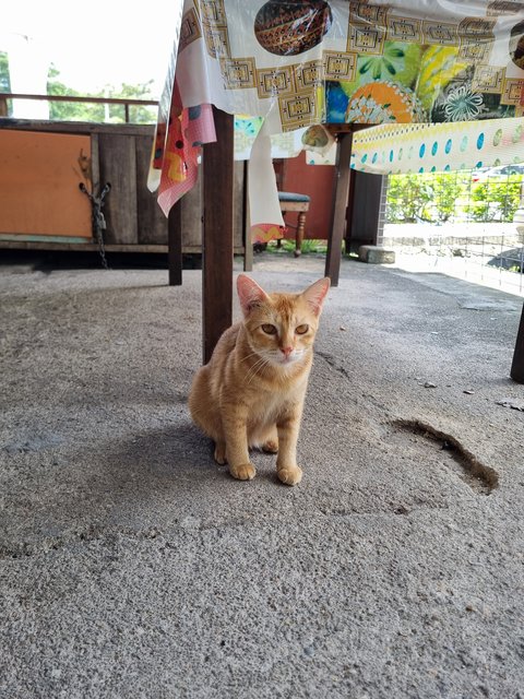 Joline - Domestic Short Hair Cat
