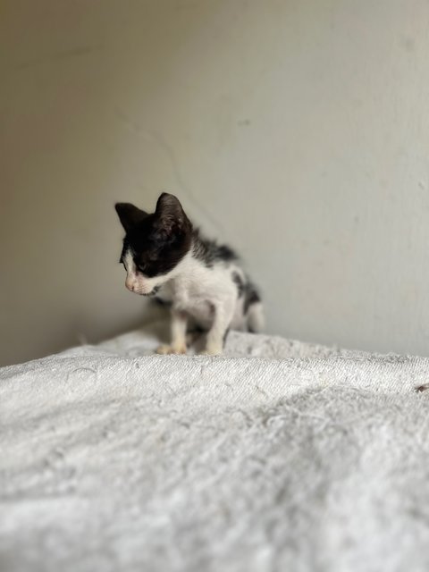 Bibiy - Domestic Short Hair + Tuxedo Cat