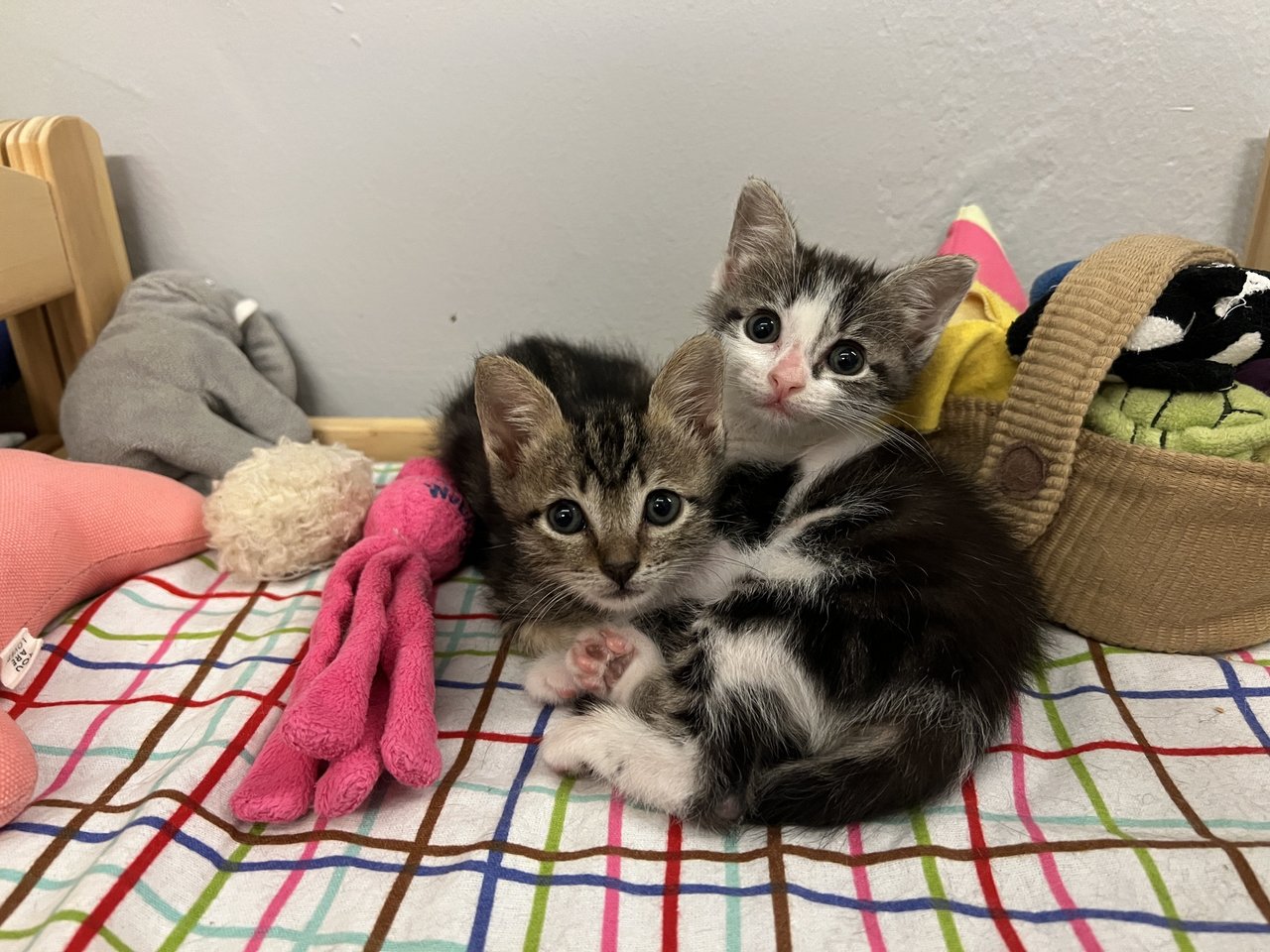 Pepper &amp; Olive - Domestic Short Hair Cat