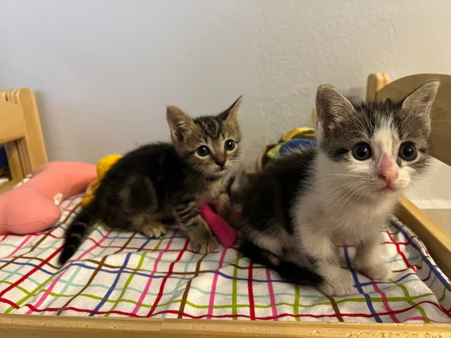 Pepper &amp; Olive - Domestic Short Hair Cat