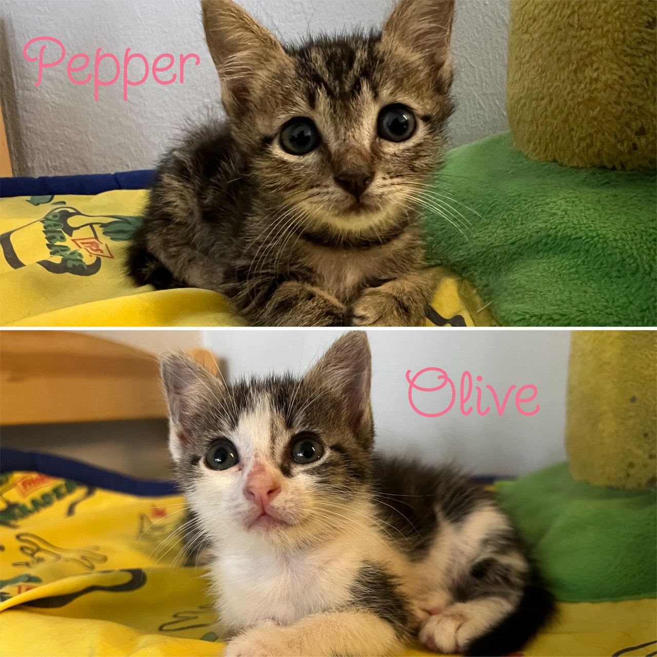 Olive &amp; Pepper - Domestic Short Hair Cat