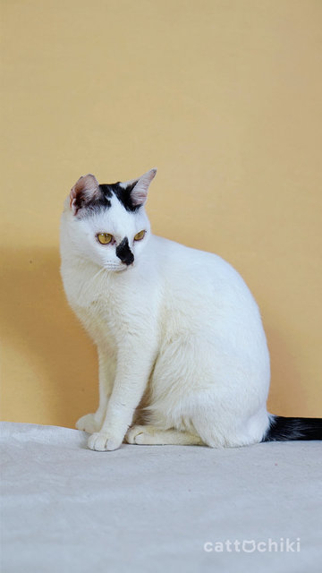 Ivy (Kota Kemuning) - Domestic Short Hair Cat