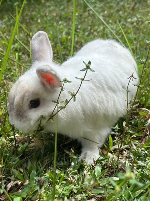 Lat &amp; Te - Netherland Dwarf Rabbit