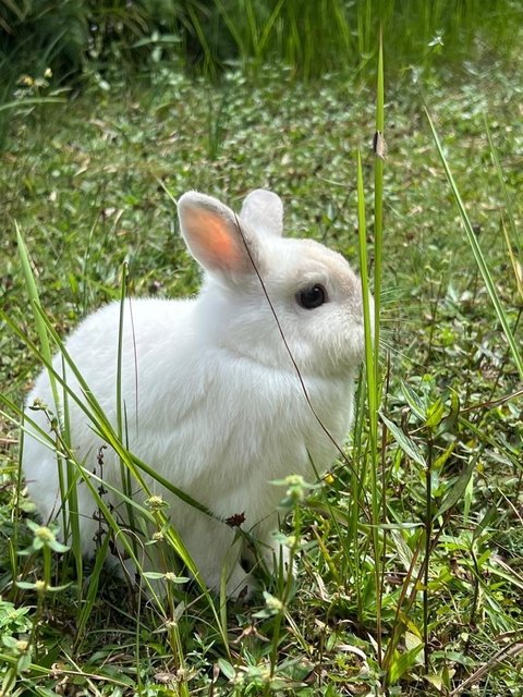 Lat &amp; Te - Netherland Dwarf Rabbit