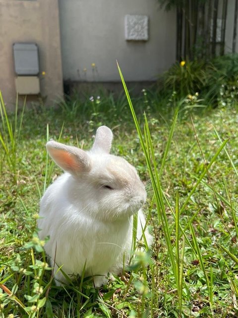 Lat &amp; Te - Netherland Dwarf Rabbit