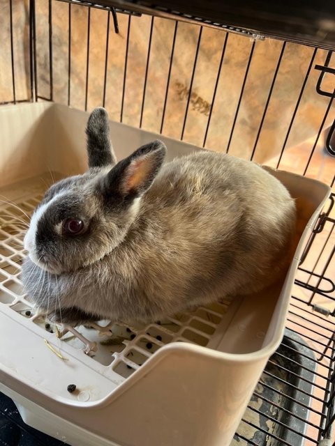 Lat &amp; Te - Netherland Dwarf Rabbit